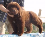 Превью фото № 132644