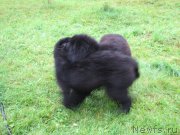 Превью фото № 132683