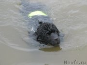 Превью фото № 132710