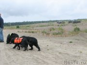 Превью фото № 132711