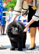 Превью фото № 132782