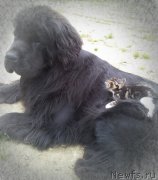 Превью фото № 132799