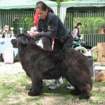 Превью фото № 13280