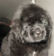 Превью фото № 132822