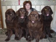 Превью фото № 132829