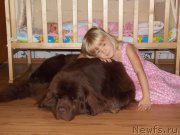 Превью фото № 132847