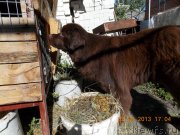 Превью фото № 132849