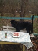 Превью фото № 132853