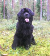 Превью фото № 132866