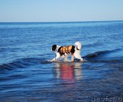 Превью фото № 132870