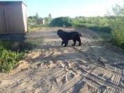 Превью фото № 132891