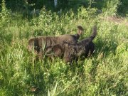 Превью фото № 132892