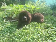 Превью фото № 132894