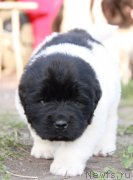 Превью фото № 132957