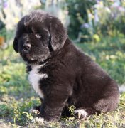 Превью фото № 132959