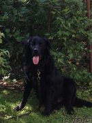 Превью фото № 132981