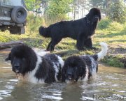 Превью фото № 132991