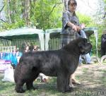 Превью фото № 13303