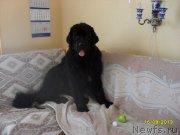 Превью фото № 133049