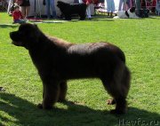 Превью фото № 133052