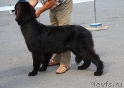 Превью фото № 133065