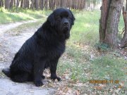 Превью фото № 133067