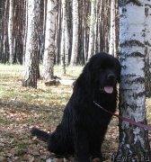 Превью фото № 133070