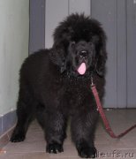 Превью фото № 133081