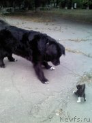 Превью фото № 133083