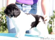 Превью фото № 133092