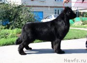 Превью фото № 133116