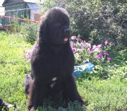 Превью фото № 133118