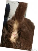 Превью фото № 133134