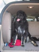 Превью фото № 133141