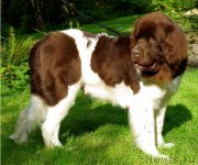 Превью фото № 133146