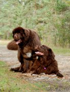 Превью фото № 133154