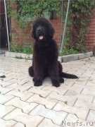 Превью фото № 133160