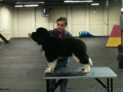 Превью фото № 133166