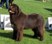 Превью фото № 133185