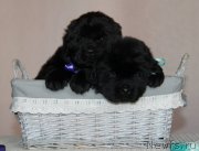 Превью фото № 133208