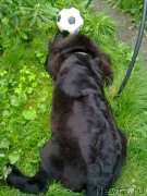 Превью фото № 133239