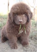 Превью фото № 133241