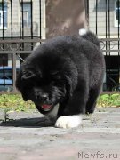 Превью фото № 133326