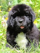 Превью фото № 133328