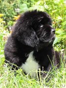 Превью фото № 133331