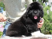 Превью фото № 133333