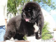 Превью фото № 133337