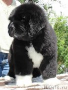 Превью фото № 133340