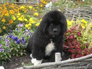 Превью фото № 133348