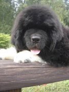 Превью фото № 133353